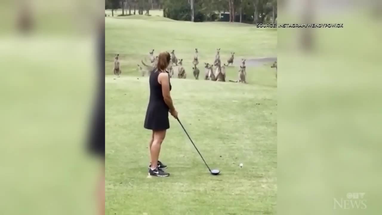 Mob of kangaroos invade golf course in Australia #AustraliansDaily