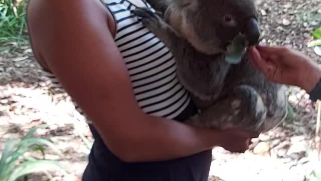 Finally I realized one of my Dreams: Cuddle a Koala