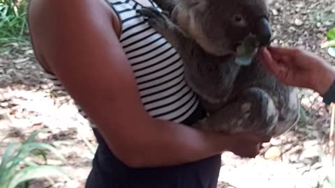 Finally I realized one of my Dreams: Cuddle a Koala