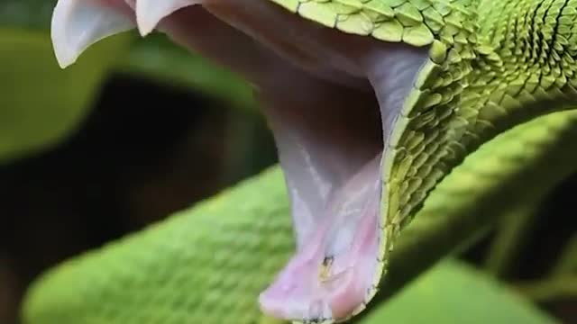 Green Viper