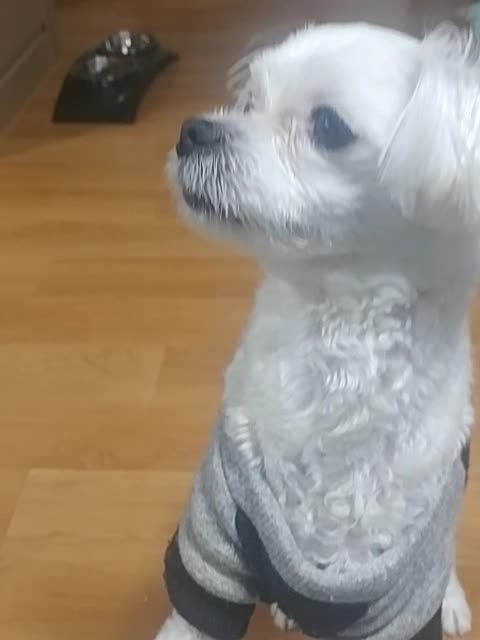 Puppy who wants to eat a snack too much during training to ask for a puppy's hand using a snack