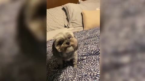 55 Try Not To Laugh Funny Cats And Dog Reactions 😹