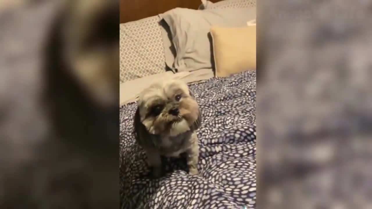 55 Try Not To Laugh Funny Cats And Dog Reactions 😹