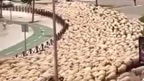 goat invasion