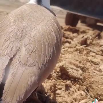 Mom protects her eggs