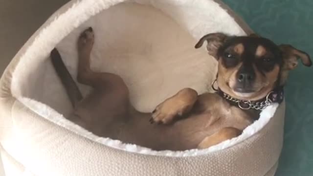 How you doing brown dog lays in bed