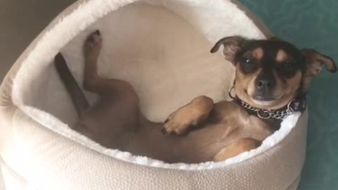 How you doing brown dog lays in bed