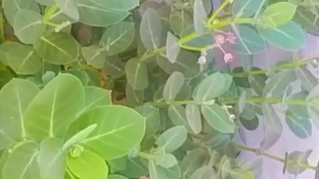 India plant