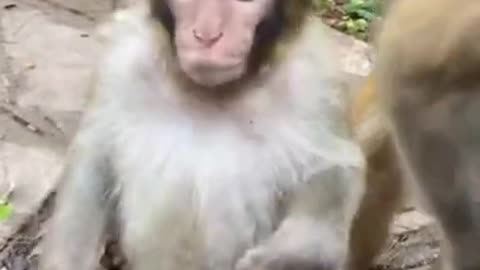 cute and funny monkey 😆😅🥰