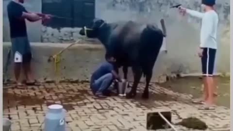 Haryanvi comedy video