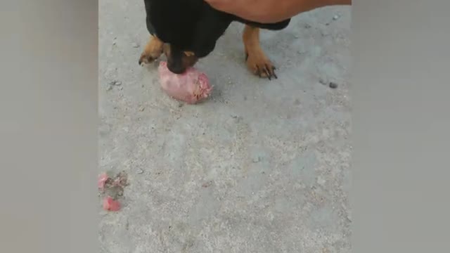 Os cachorros mais engraçados da internet