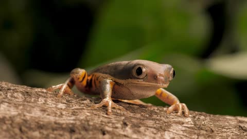 Sapo respirando na natureza