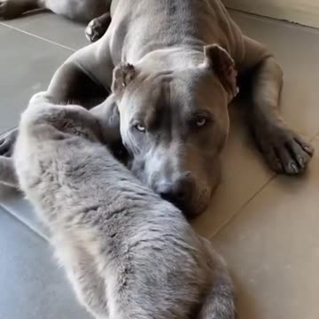 Cat and dog playing