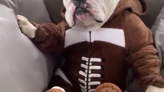 Funny Dog Videos 😂LAUGH at FUNNY DOGS 2021