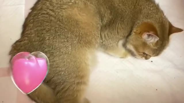 Cats are so anxious when giving birth