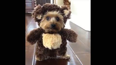 Cute & Funny Pet Compilation (#129)