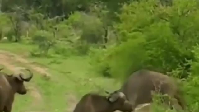 Buffalo attack on lions