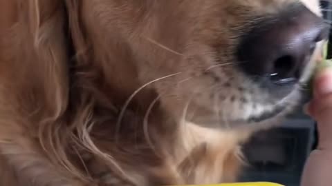 Puppy eating strawberry