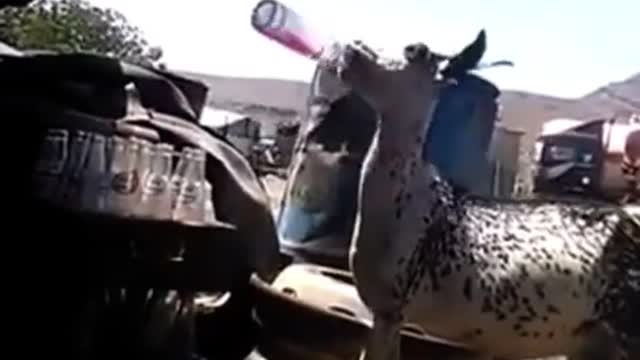 funny donkey drinks all the bottles