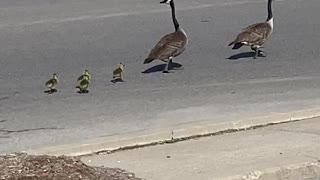 Just hatched Goslings