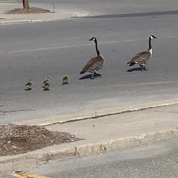 Just hatched Goslings