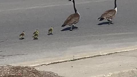 Just hatched Goslings