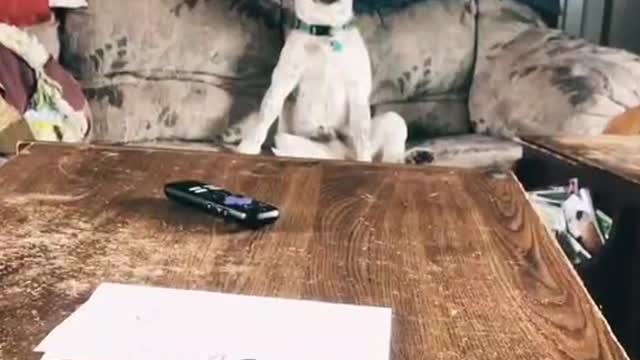 This dog is so good at disguising himself, it really seems fake
