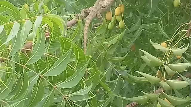 I've found a chameleon