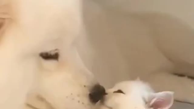 cute cat and cute dog ❤#cat #shorts #dog