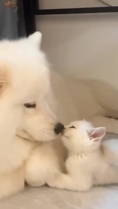 cute cat and cute dog ❤#cat #shorts #dog