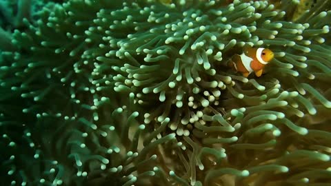 Clown Fish Playing With Seaweed