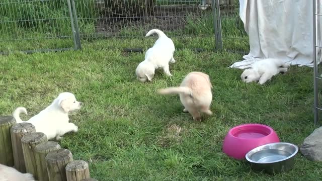 Cute dogs video 1 Top funny videos New dog Cutes dogs | Cutest dog in the world | Cute dogs clips