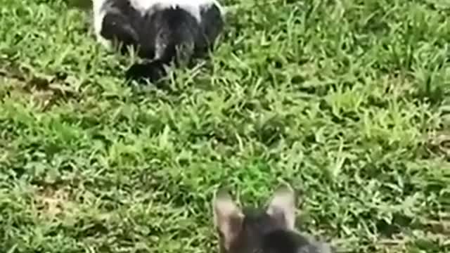 Baby cat videos