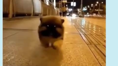 CUTEST PET VIDEO 1