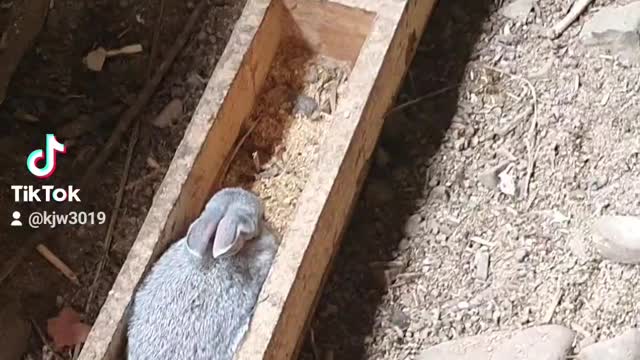 Go to the baby rabbit chicken feed box and show chicken feed