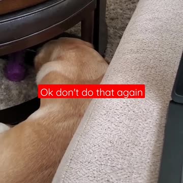 Dogs hates it when disturbed during sleeping 🐕 1$million views