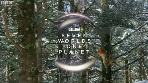 Filming The Yeti | Wild Stories | BBC Earth