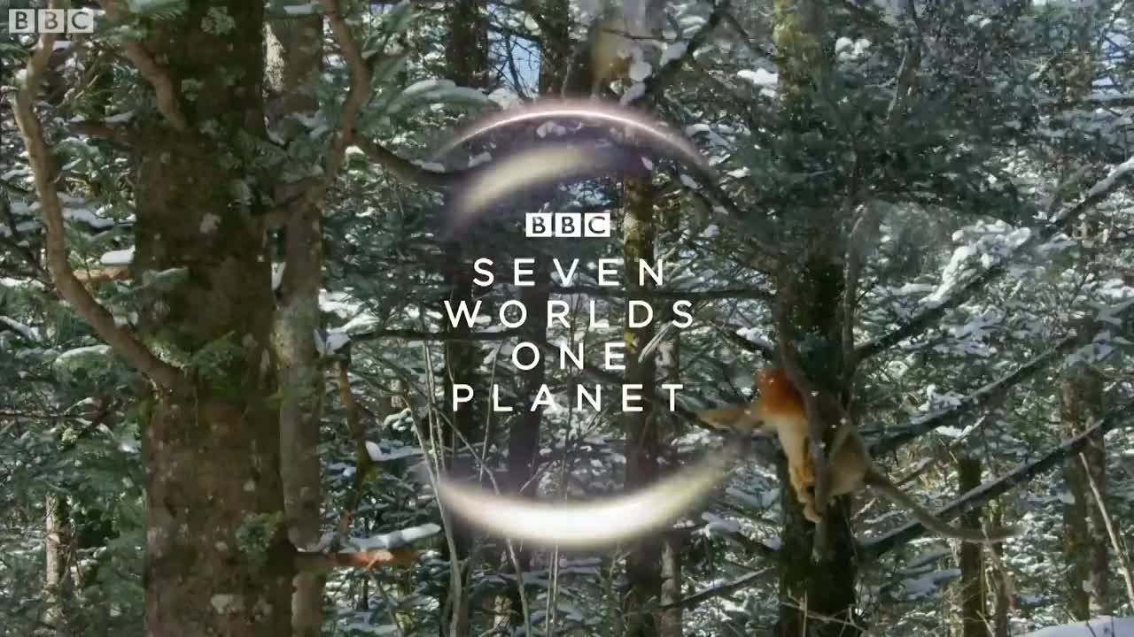 Filming The Yeti | Wild Stories | BBC Earth