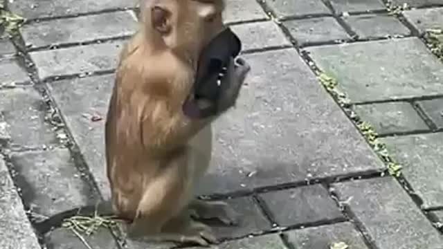 Monkey wears a mask