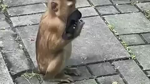 Monkey wears a mask