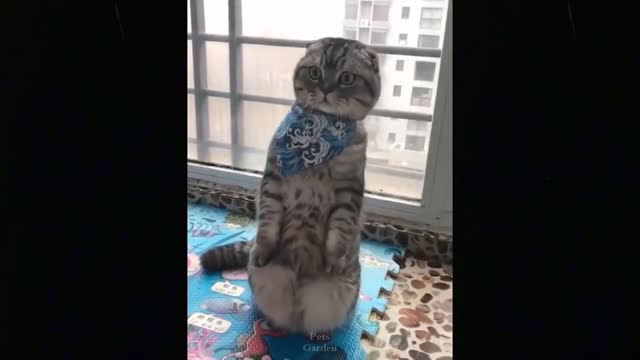 New Videos 2021!!! Best Funny Cat Videos 2021