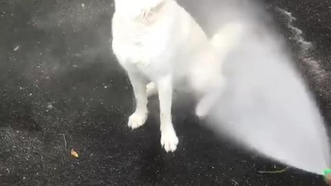 White dog getting hosed by by power house