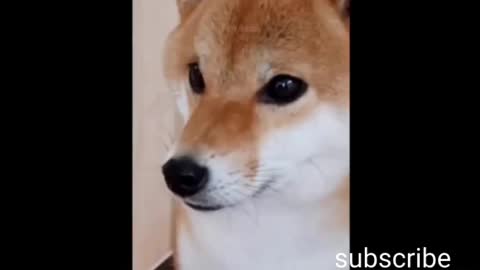 Funny animal video.