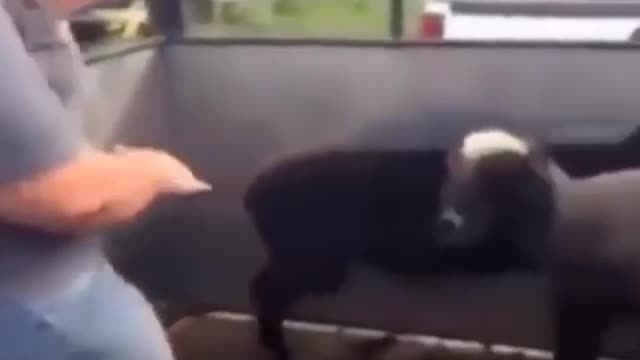 Try Not To Laught Lol