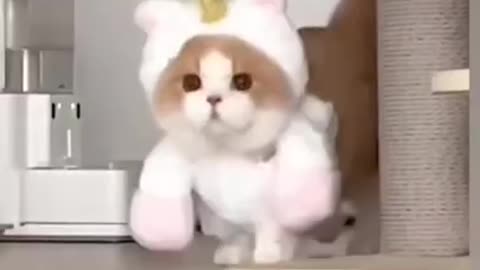 Funny animals video 2022😂best 🐈😘🥰
