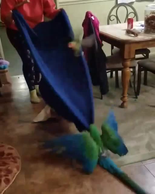 Sam the macaw playing blanket games