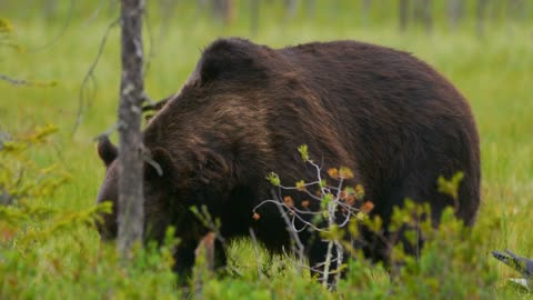 Big adult brown bear eats while birds fly around in the forest