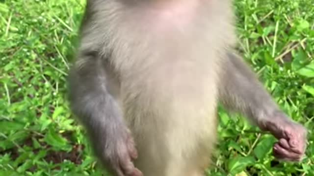 Try don't laugh? Same monkey funny clips collection