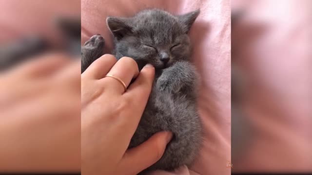 Baby Cats - Cute and Funny Cat Videos Compilation #9 | Aww Animals