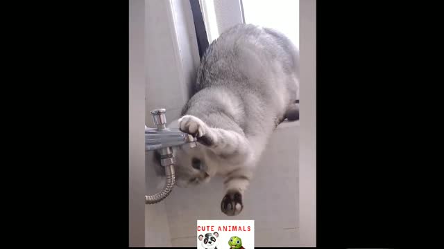 cute animals | cute cats | cute pappy |cute dogs | cute birds|cute pets # shorts